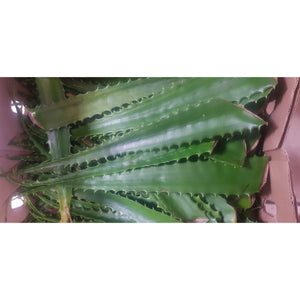 Aloe Vera Leaf (Produce of Uganda)